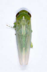 Chlorotettix viridius