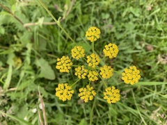 Pastinaca armena