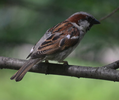 Passer domesticus