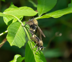 Laphria divisor