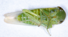 Chlorotettix viridius