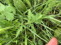Pastinaca armena