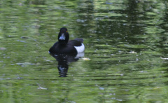 Aythya fuligula