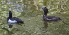 Aythya fuligula