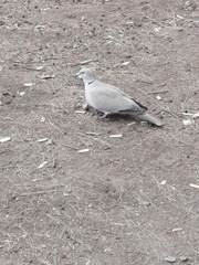 Streptopelia decaocto