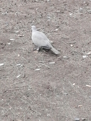 Streptopelia decaocto