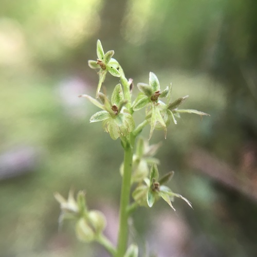 Heartleaf Twayblade