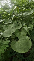Dioscorea antaly