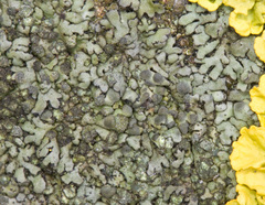 Tremella phaeophysciae