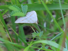 Scotopteryx