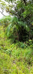 Prestoea