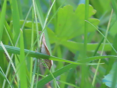 Scotopteryx