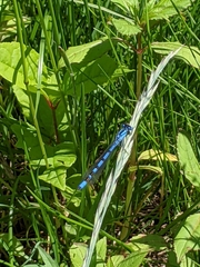 Enallagma cyathigerum