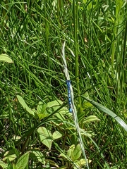 Enallagma cyathigerum