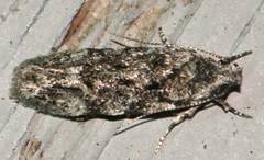 Chionodes obscurusella