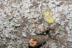 Tremella phaeophysciae