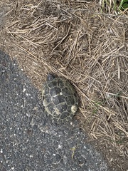 Malaclemys terrapin