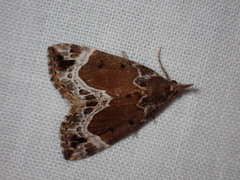 Hypena abalienalis