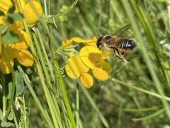 Megachile willughbiella