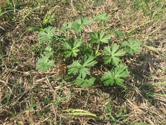 Geranium carolinianum