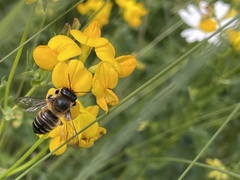 Megachile willughbiella