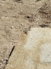 Sceloporus graciosus gracilis