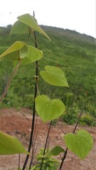 Dioscorea ovinala