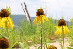 Echinacea paradoxa paradoxa