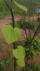 Dioscorea ovinala
