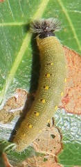 Abantis paradisea