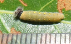 Abantis paradisea