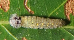 Abantis paradisea