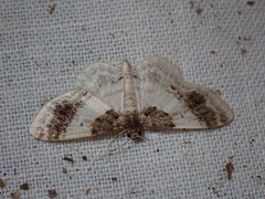 Hydrelia condensata