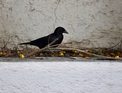 Ptiloxena atroviolacea