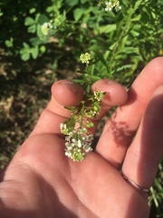 Lepidium virginicum