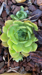 Sempervivum tectorum