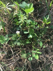 Geranium carolinianum