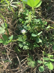 Geranium carolinianum