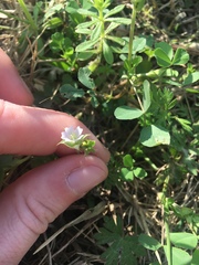 Geranium carolinianum