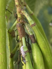 Aetalion reticulatum