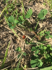 Coccinella septempunctata