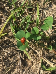 Coccinella septempunctata
