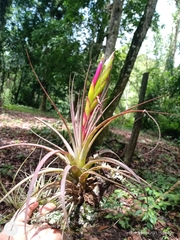 Tillandsia concolor