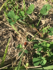 Coccinella septempunctata