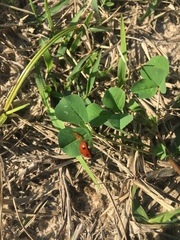 Coccinella septempunctata
