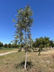 Corymbia aparrerinja