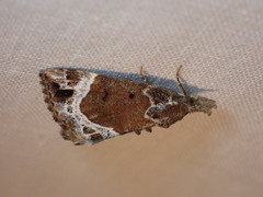 Hypena abalienalis