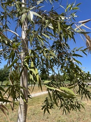 Corymbia aparrerinja