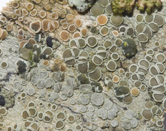 Tremella macrobasidiata