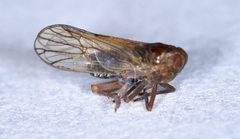 Pareuidella